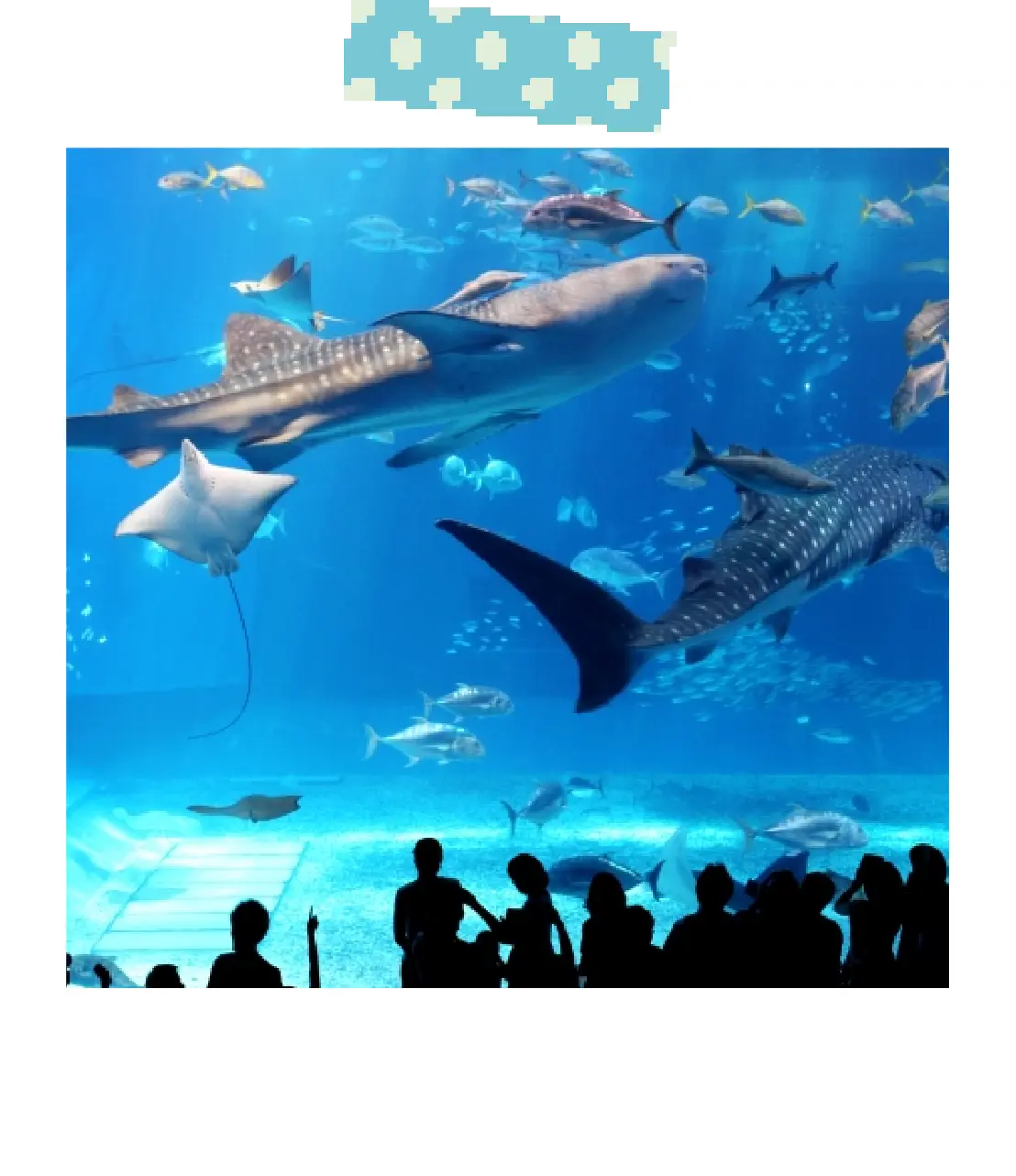 美ら海水族館